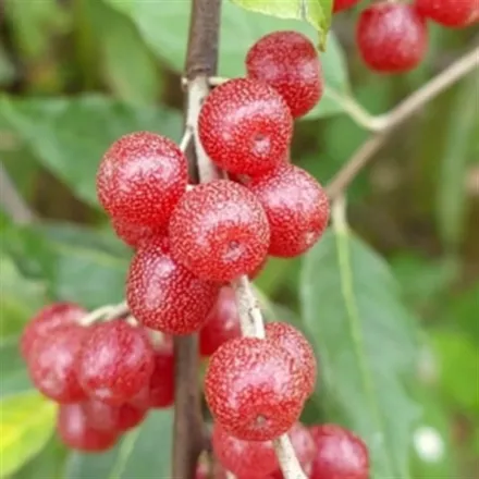 Kırmızı Güz Yemişi resmi