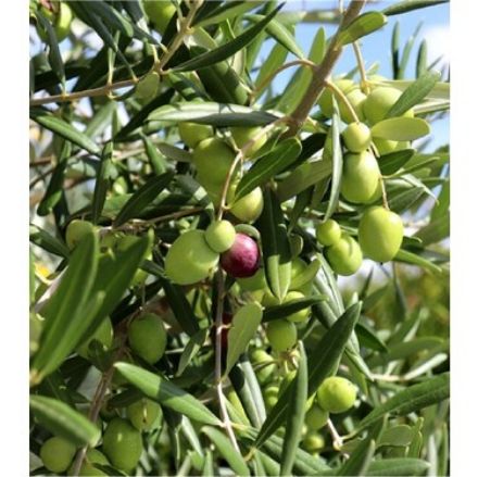 Aşılı Gemlik(Trilye) Zeytin resmi