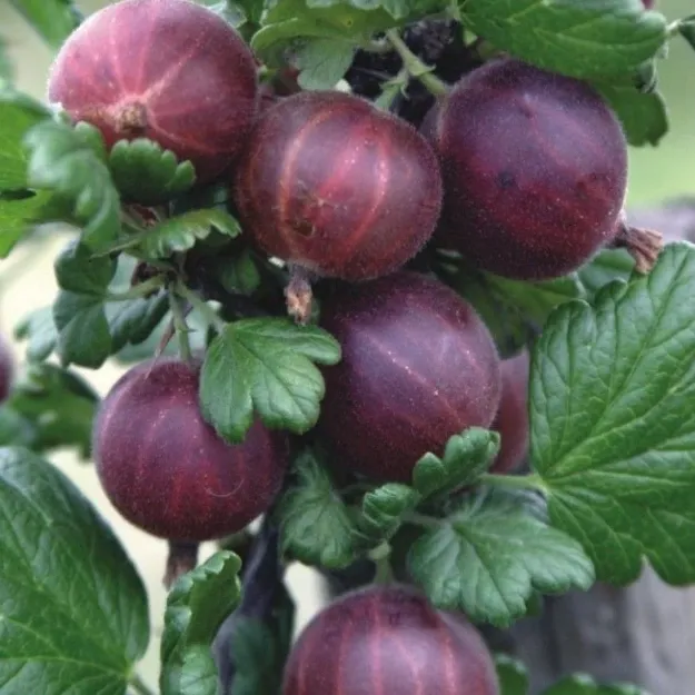 Kırmızı Bektaşi Uzum resmi