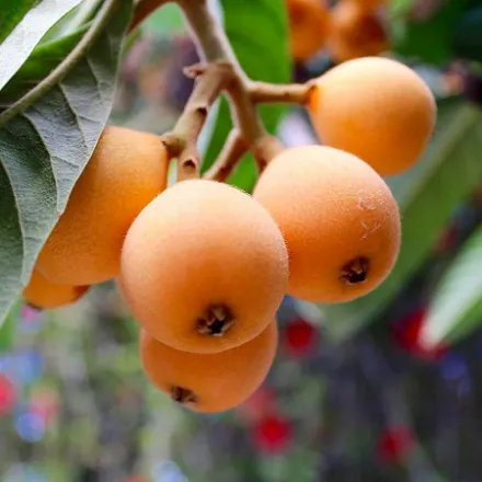 Yeni Dünya (Malta Eriği) Fidanı resmi