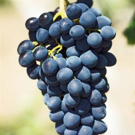 Antep Karası Uzum resmi