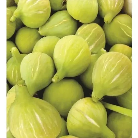 Bardacık Incir resmi