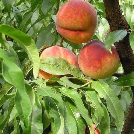 Glohaven Seftali resmi