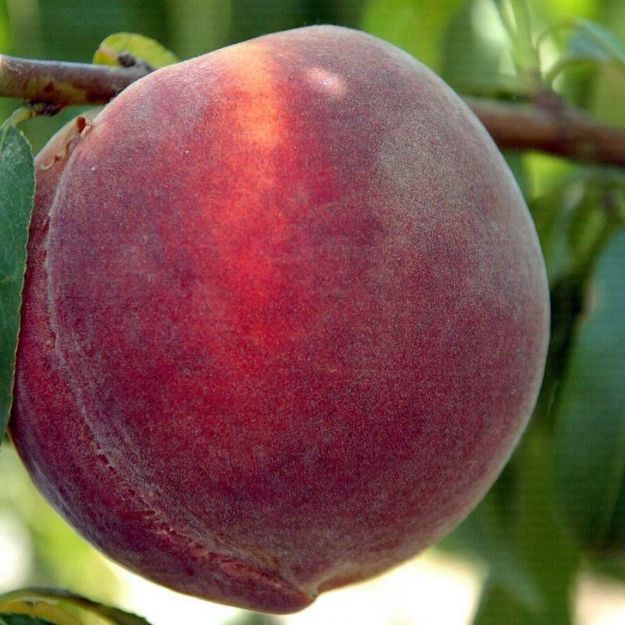 Monreo Seftali resmi